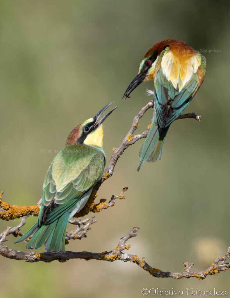 Abejaruco europeo (Merops apiaster)
European Bee-eater
