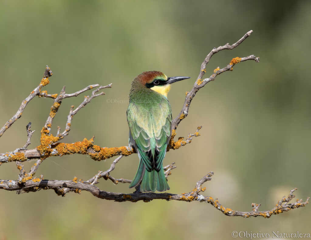 Abejaruco europeo (Merops apiaster)
European Bee-eater