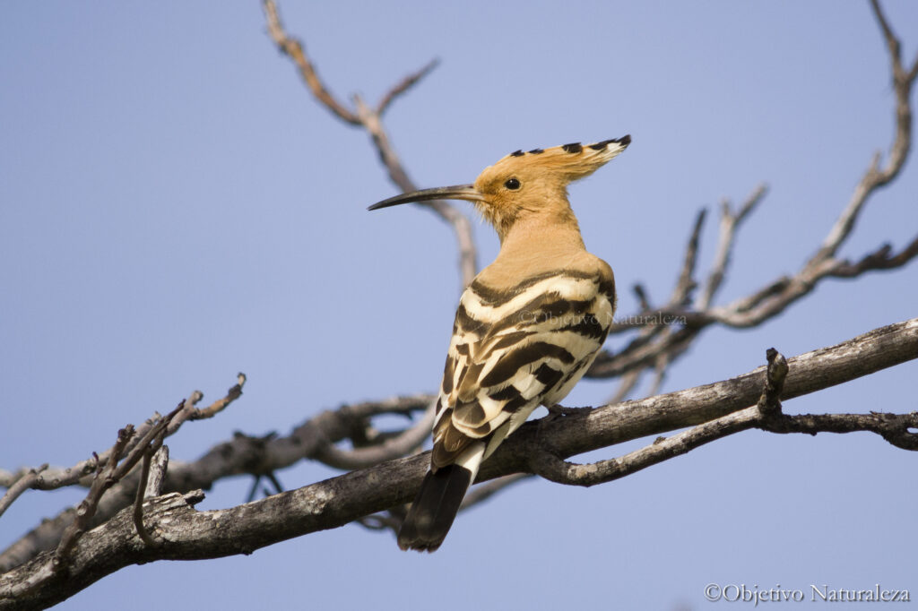 Abubilla (Upupa epops)