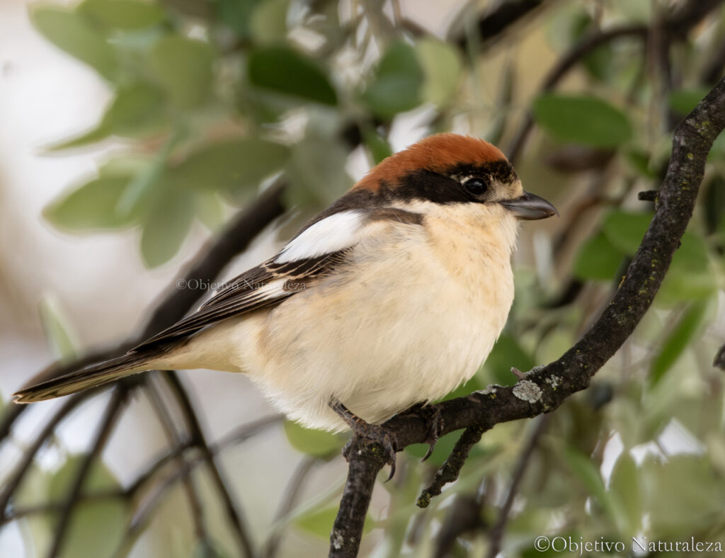 Alcaudón común (Lanius senator) -Woodchat Shrike.