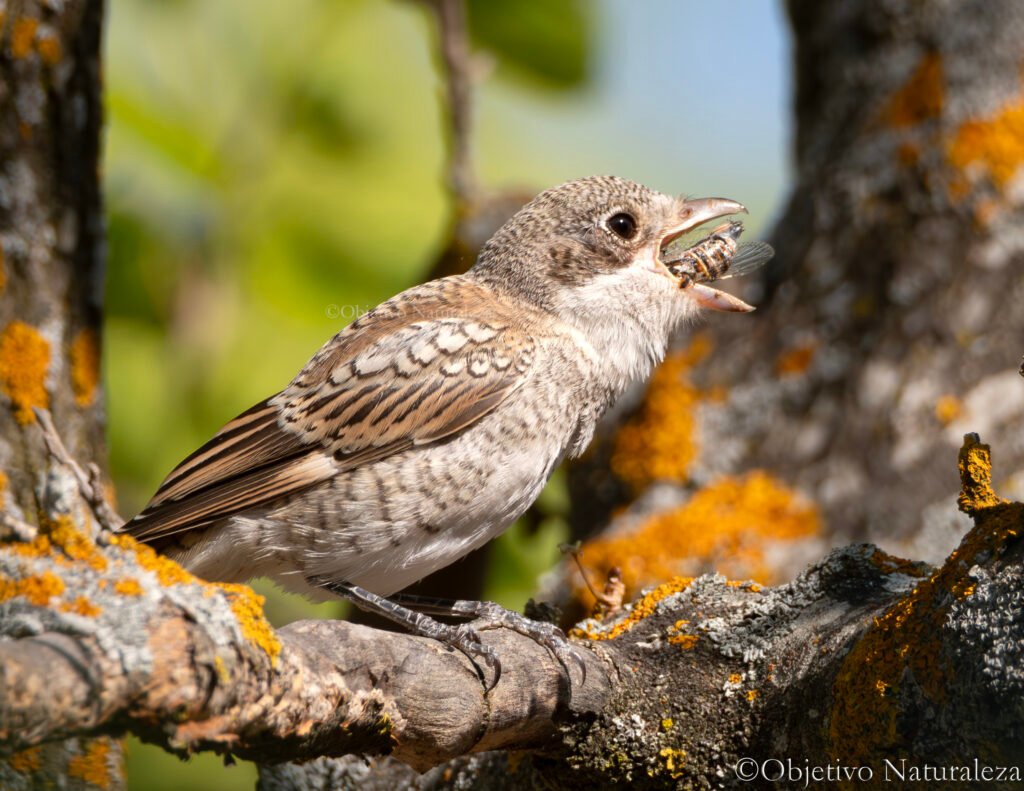 Alcaudón común (Lanius senator) -Woodchat Shrike.