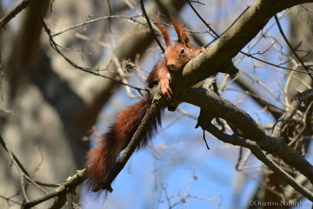 Ardilla roja (Sciurus vulgaris)