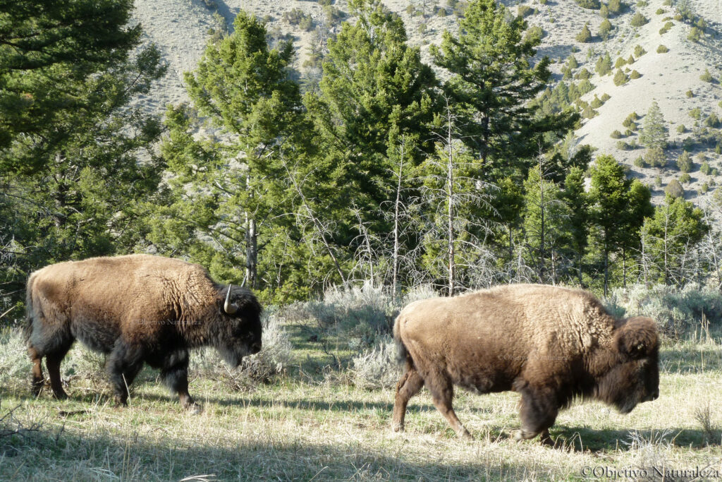 Bisonte americano (Bison bison)