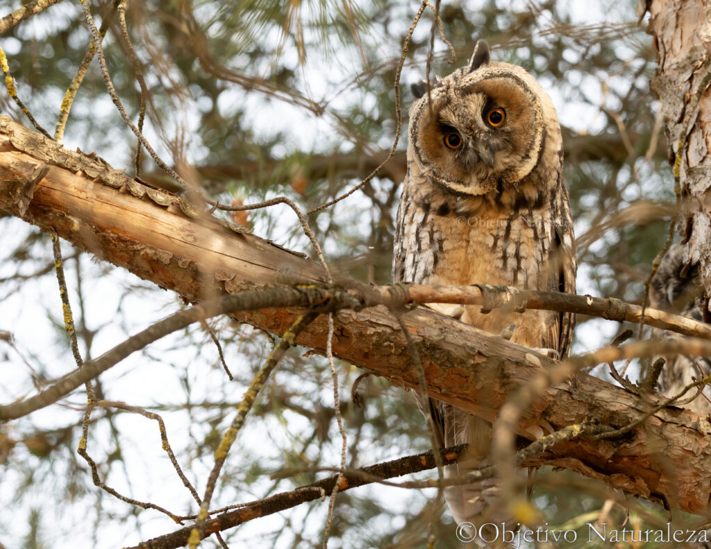 Búho chico (Asio otus)