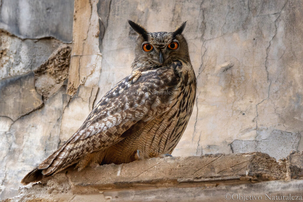 Búho real​ (Bubo bubo) 
