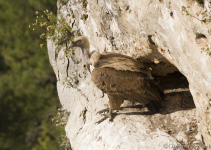 Buitre leonado