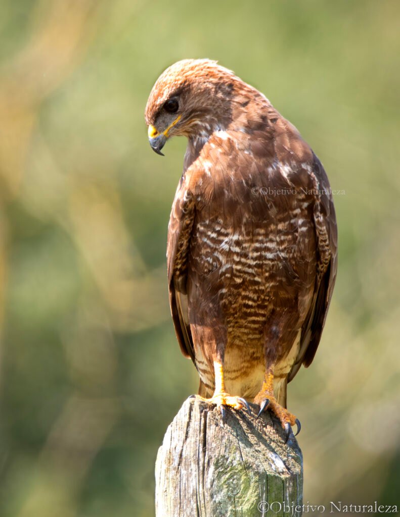 Busardo ratonero (Buteo buteo)