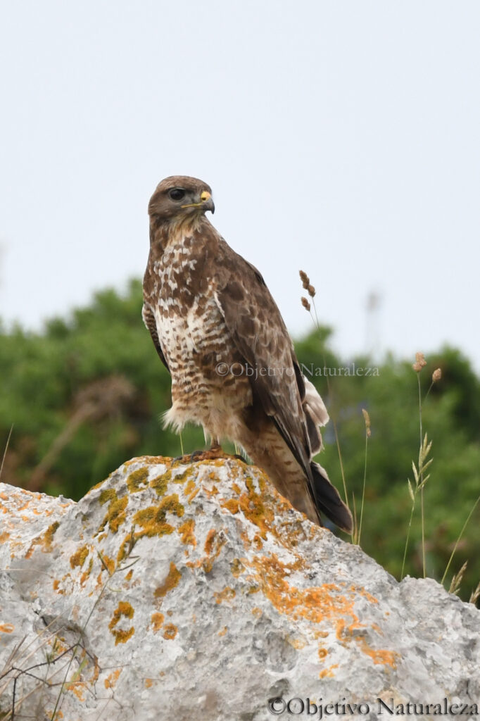 Busardo ratonero (Buteo buteo)