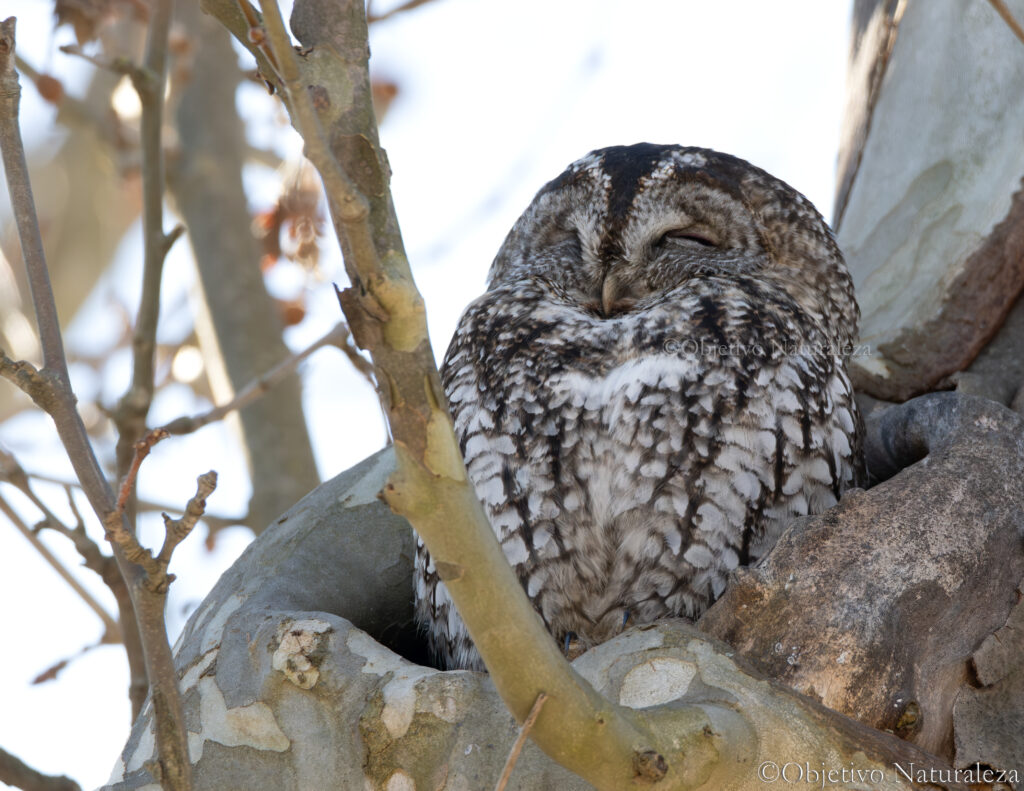 Cárabo común (Strix aluco)
