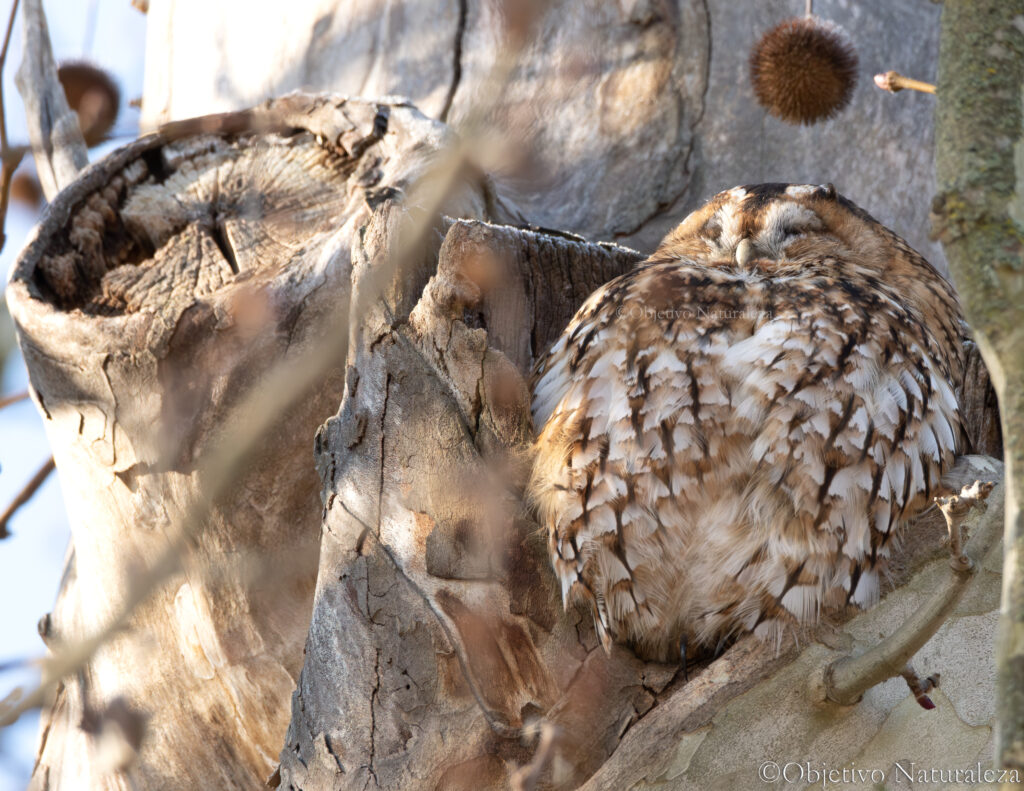 Cárabo común (Strix aluco)