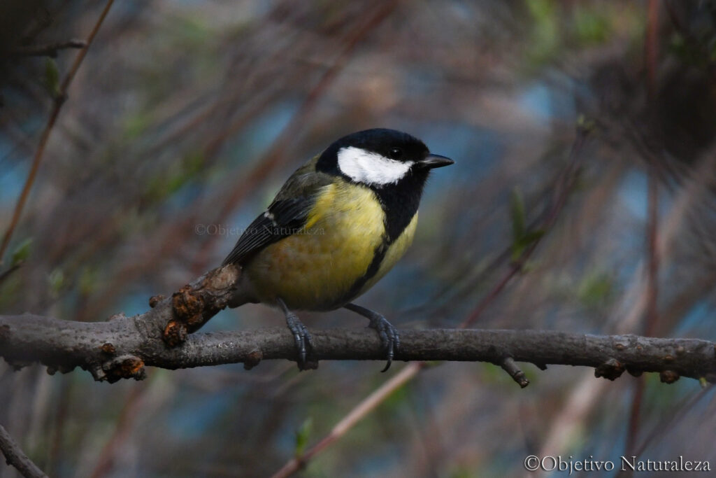 Carbonero común (Parus major)