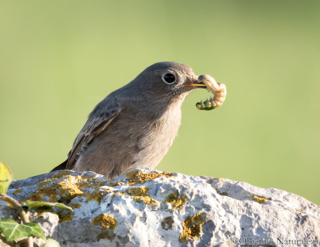 Colirrojo tizón hembra (Phoenicurus ochruros)