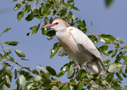 Garcilla bueyera