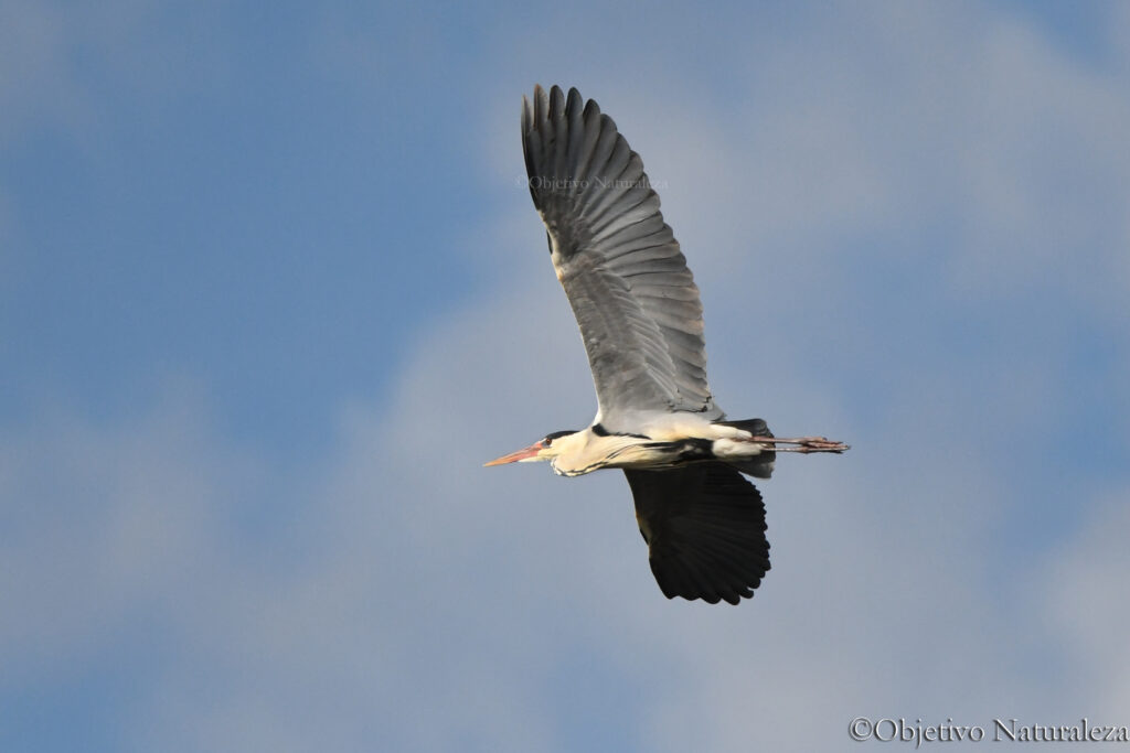 Garza real en vuelo