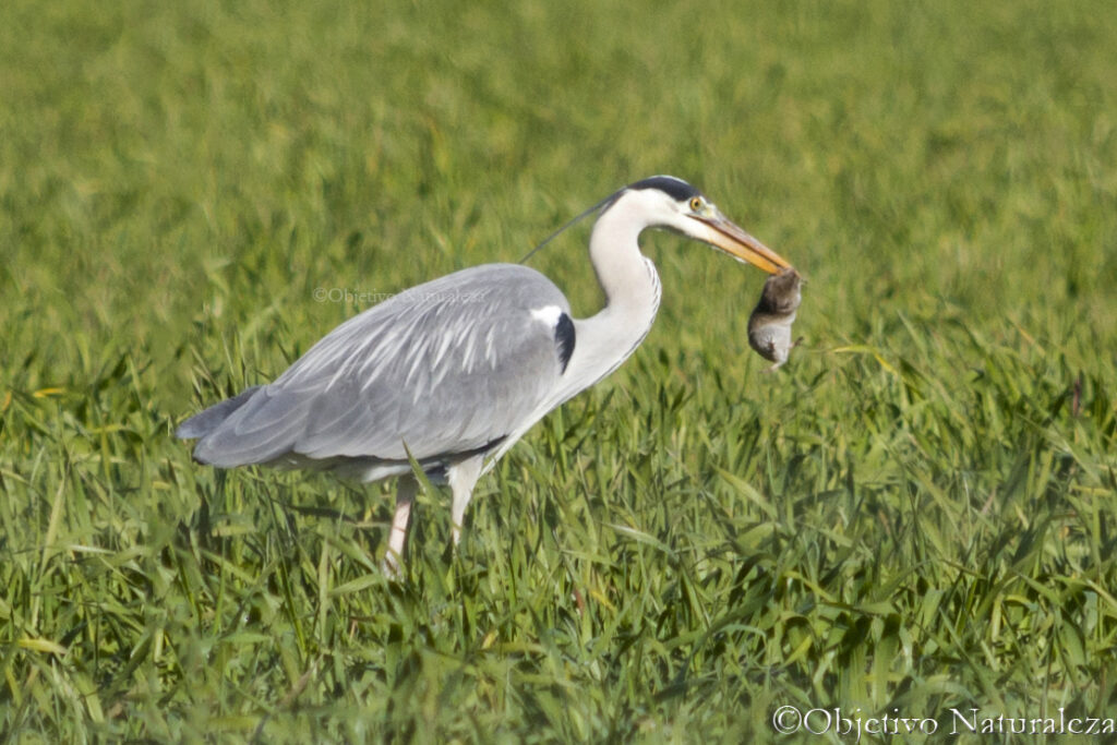 Garza real (Ardea cinerea)