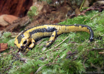 Salamandra salamandra bernardezi