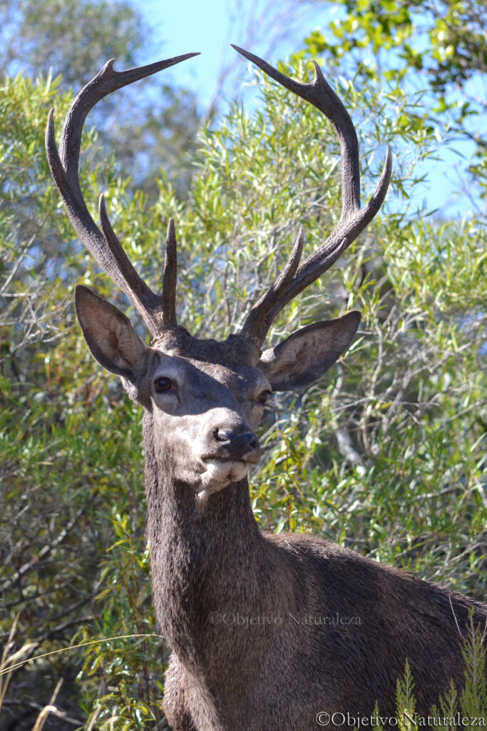 Ciervo común (Cervus elaphus)