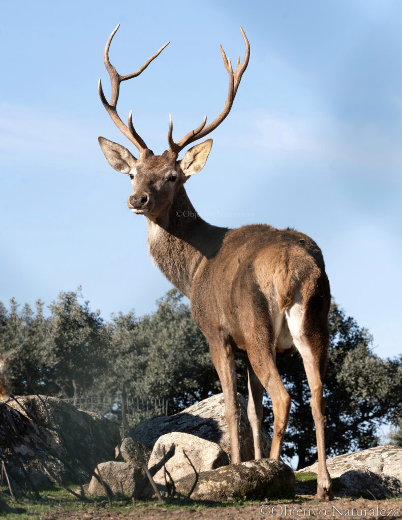 Ciervo común o ciervo rojo (Cervus elaphus)