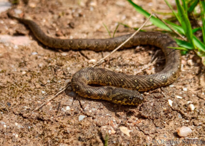 Culebra viperina