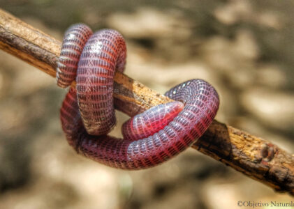 Culebrilla ciega