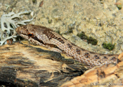 Culebra lisa europea