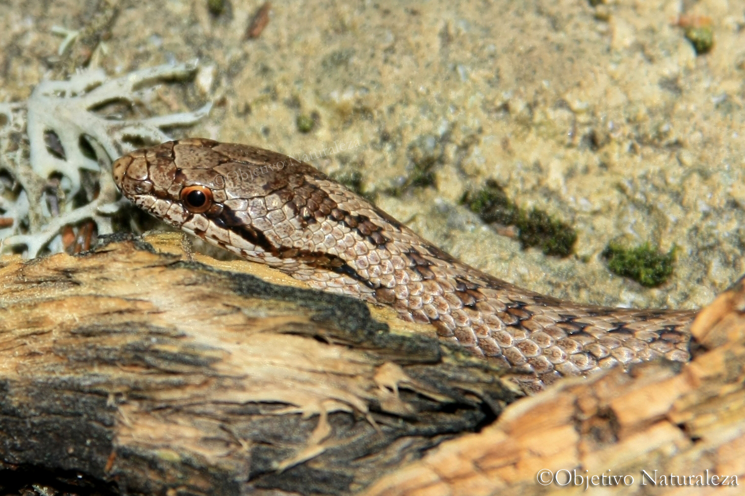 Culebra lisa europea