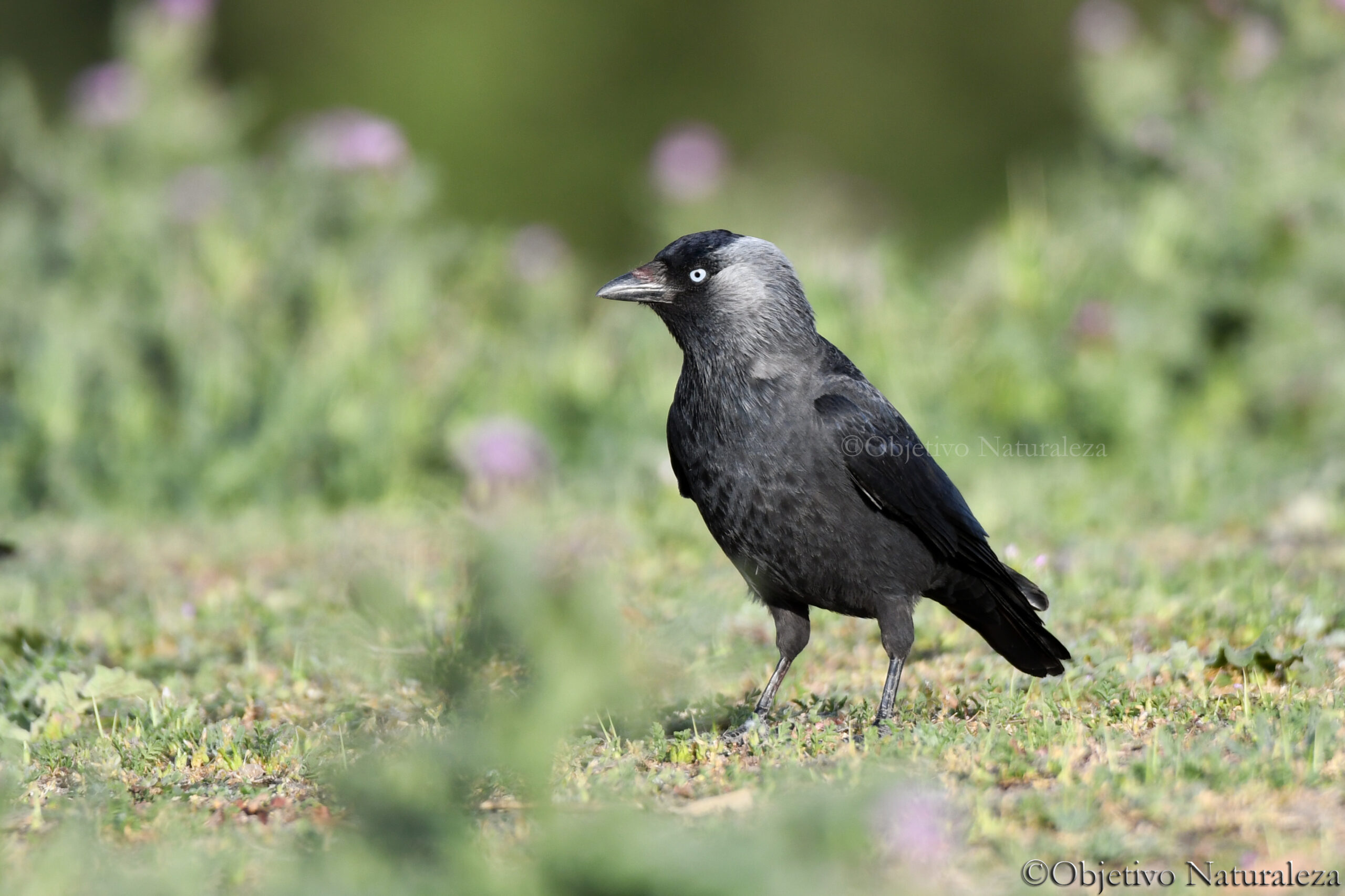 Grajilla occidental