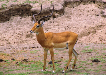 Impala