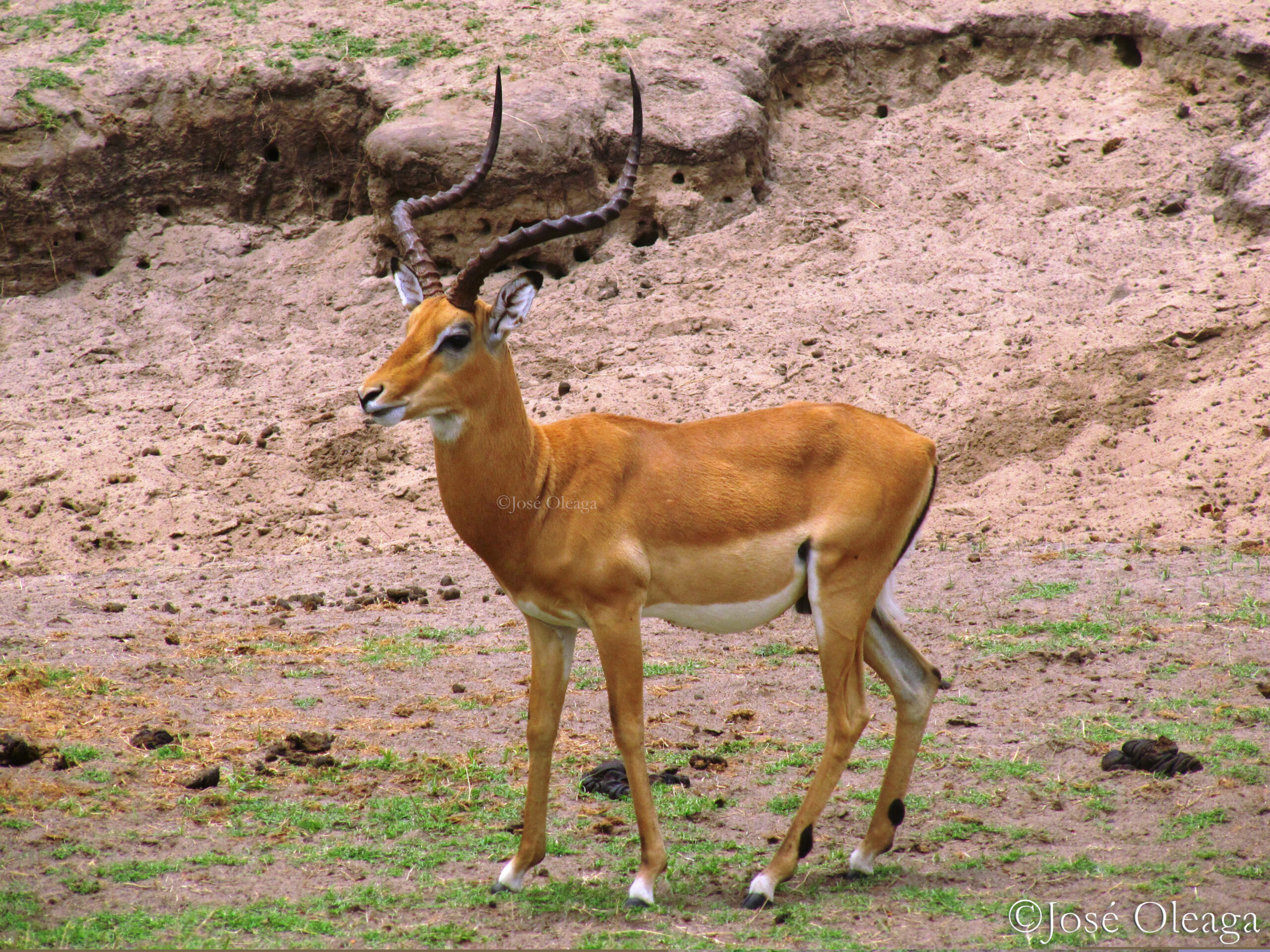 Impala