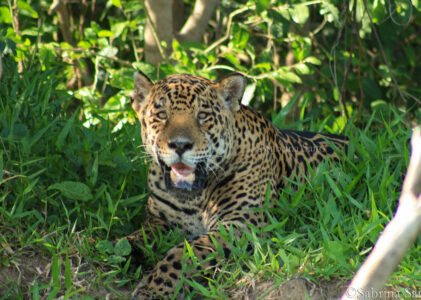 Jaguar