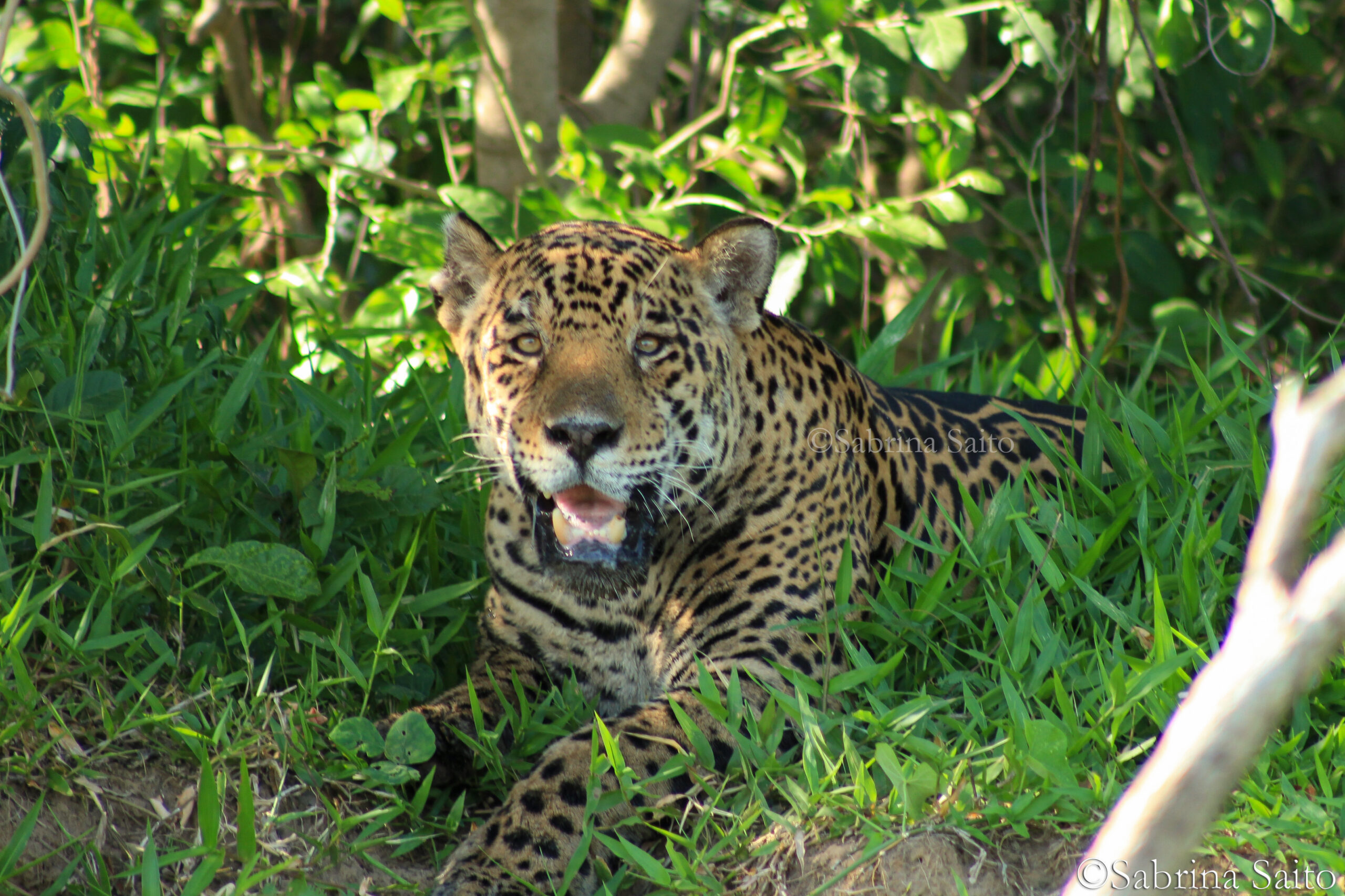 Jaguar