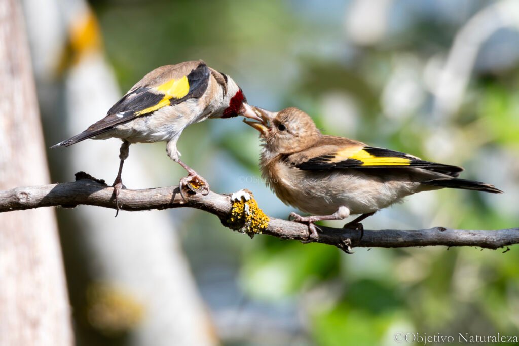 Jilguero europeo ​(Carduelis carduelis)