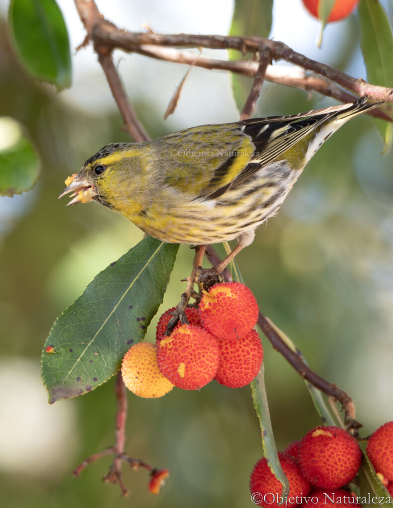 Jilguero lúgano (spinus spinus)