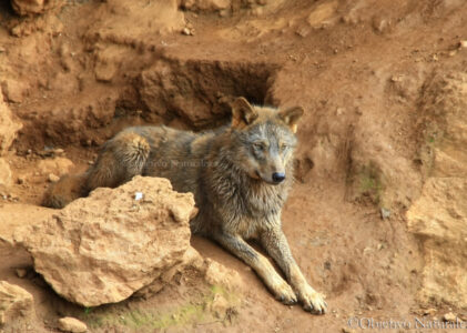 Lobo ibérico