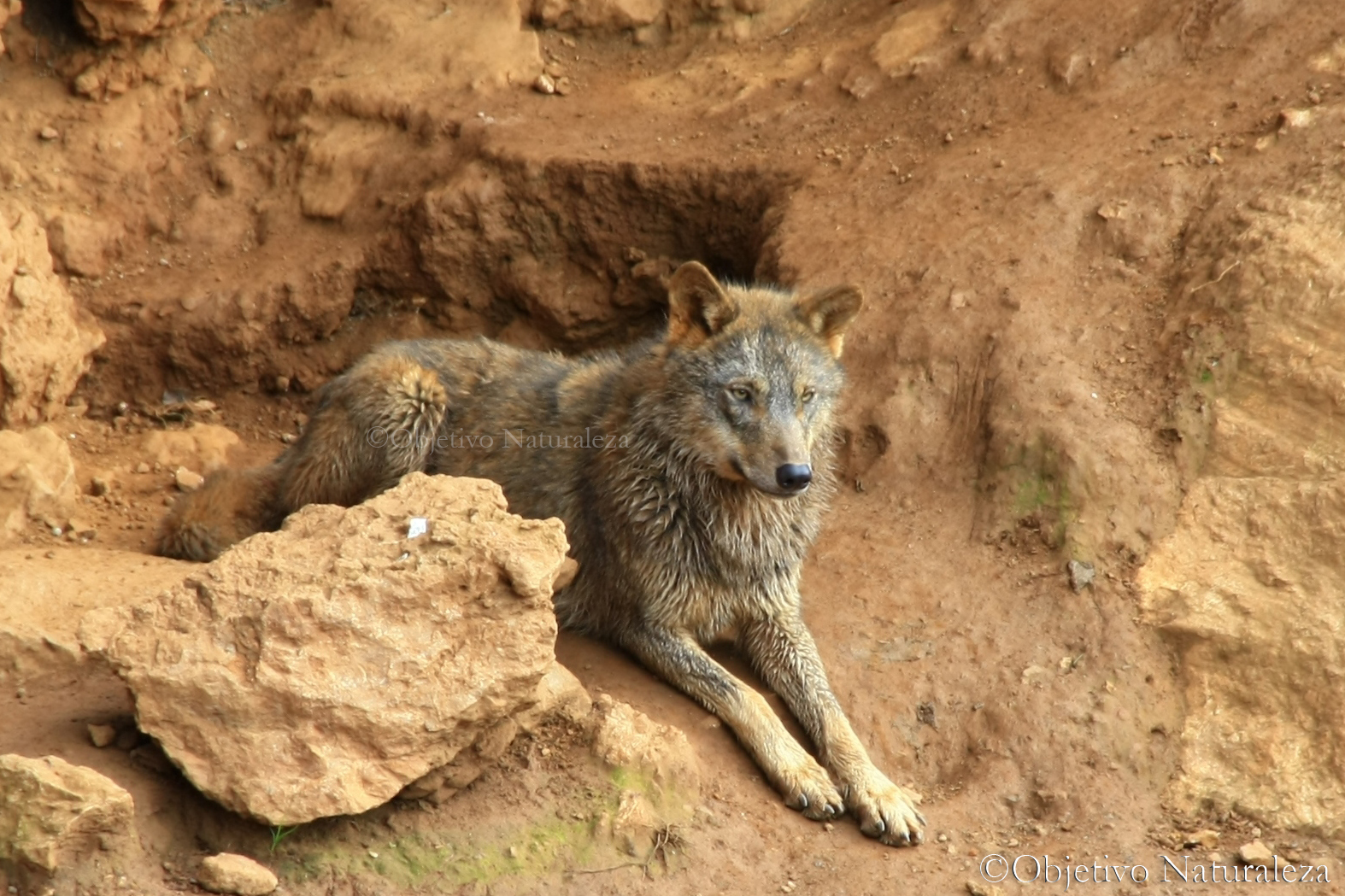 Lobo ibérico