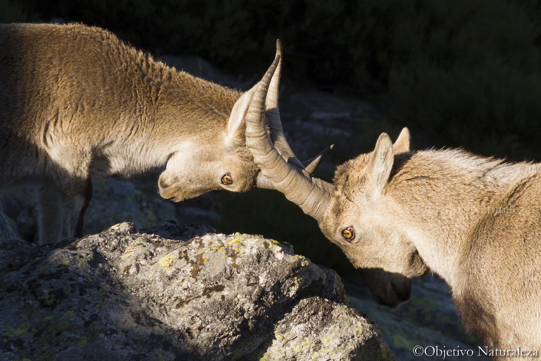 Cabra montés – Objetivo Naturaleza