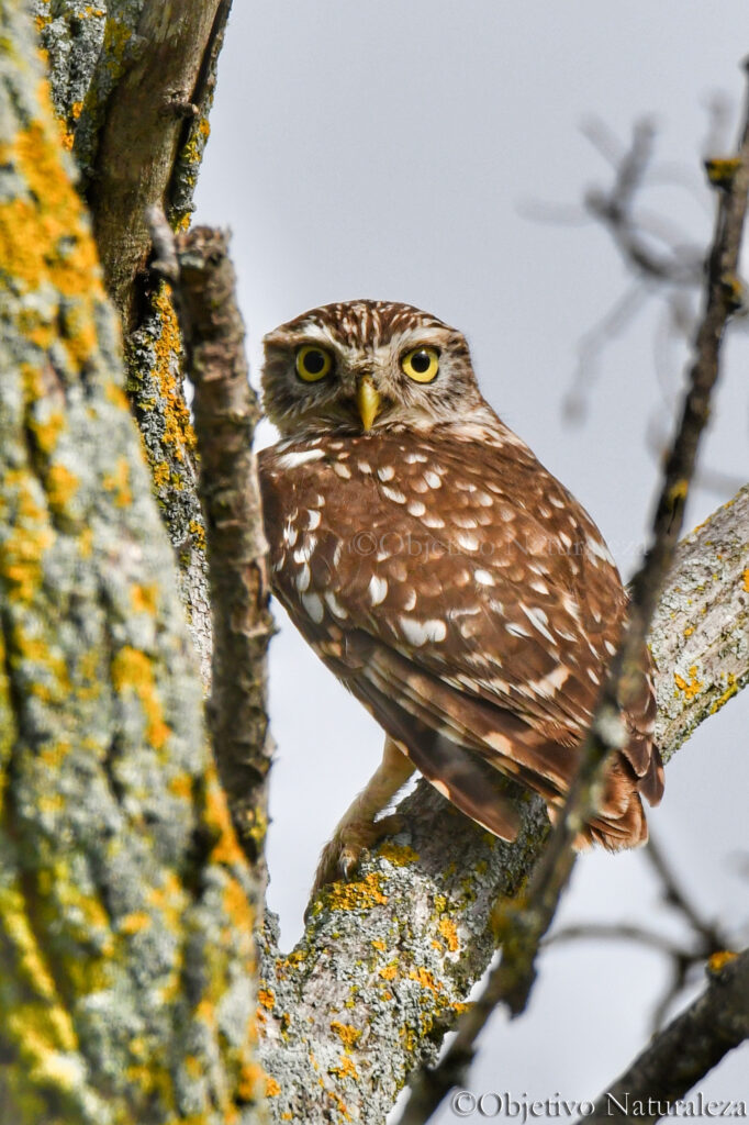 Mochuelo europeo (Athene noctua)