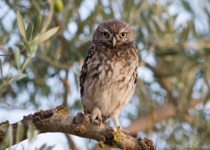 Mochuelo europeo