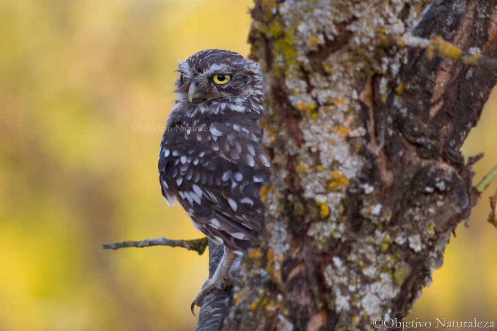 Mochuelo europeo (Athene noctua)