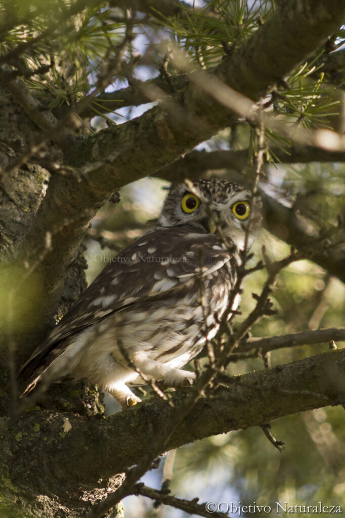 Mochuelo europeo (Athene noctua)