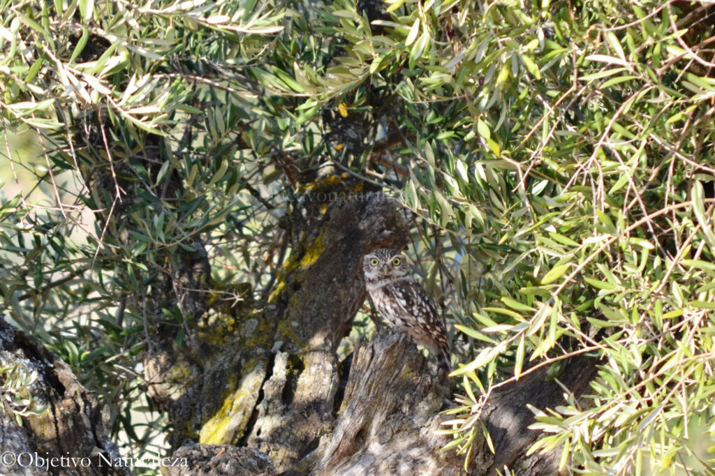 Mochuelo europeo (Athene noctua)