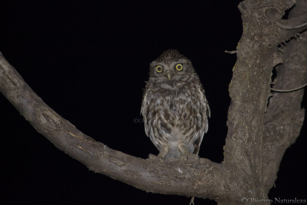 Mochuelo europeo (Athene noctua)