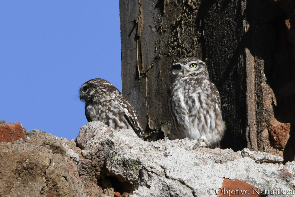 Mochuelo europeo (Athene noctua)