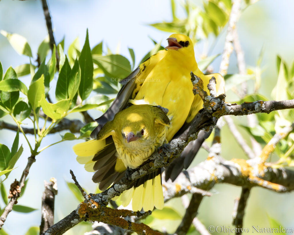 Cópula de la oropéndola europea  (Oriolus oriolus)