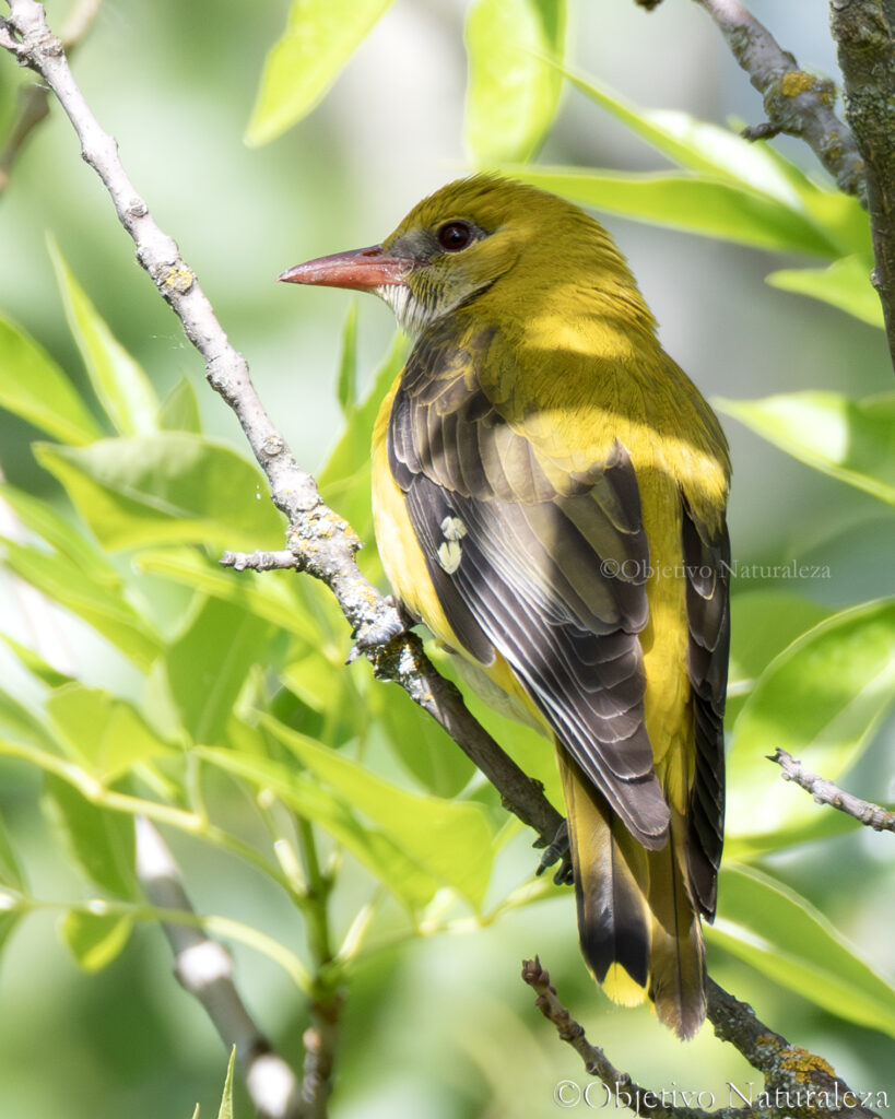 Oropéndola europea  (Oriolus oriolus)