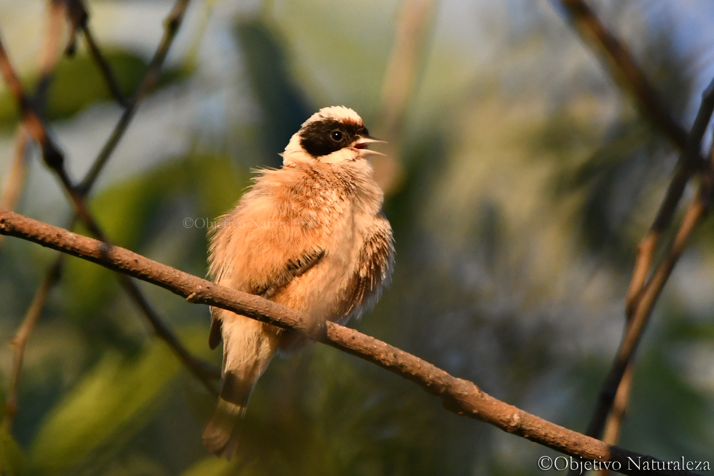 Pájaro moscón europeo