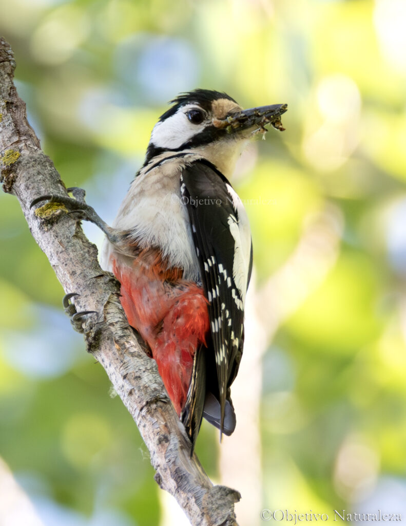 Pico picapinos (Dendrocopos major)