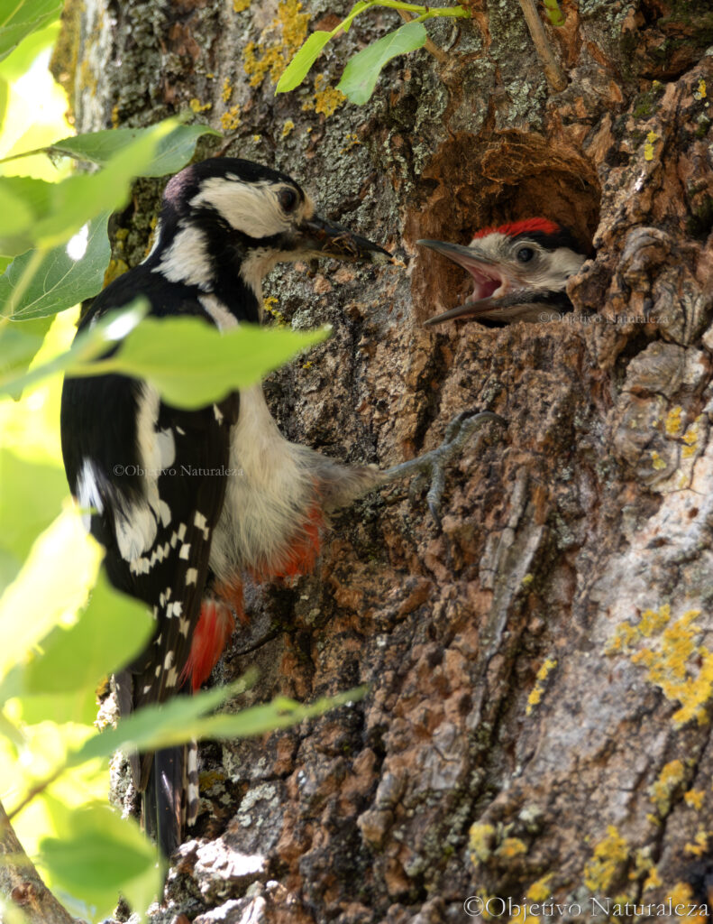 Pico picapinos (Dendrocopos major)