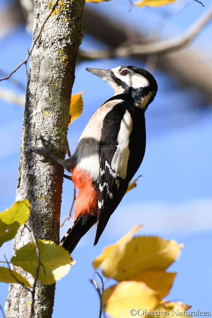 Pico picapinos (Dendrocopos major) 