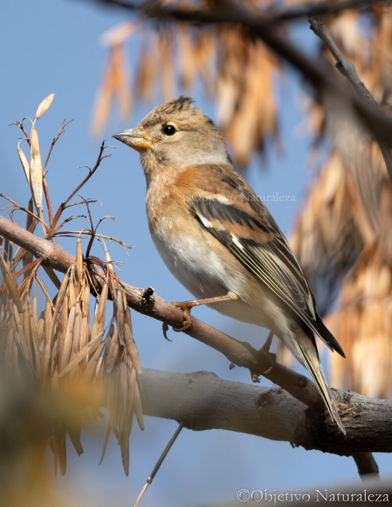 Pinzón real​ (Fringilla montifringilla) 